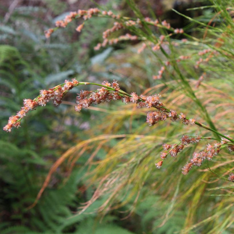 Restio tetraphyllus - Vierblättriger Restio (Flowering)