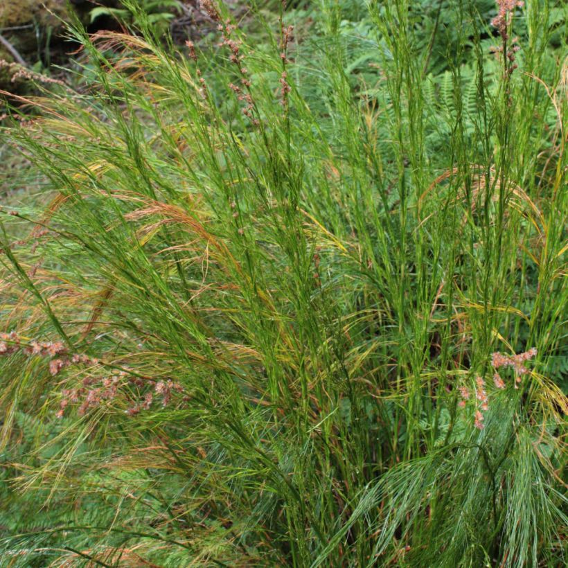 Restio tetraphyllus - Vierblättriger Restio (Plant habit)