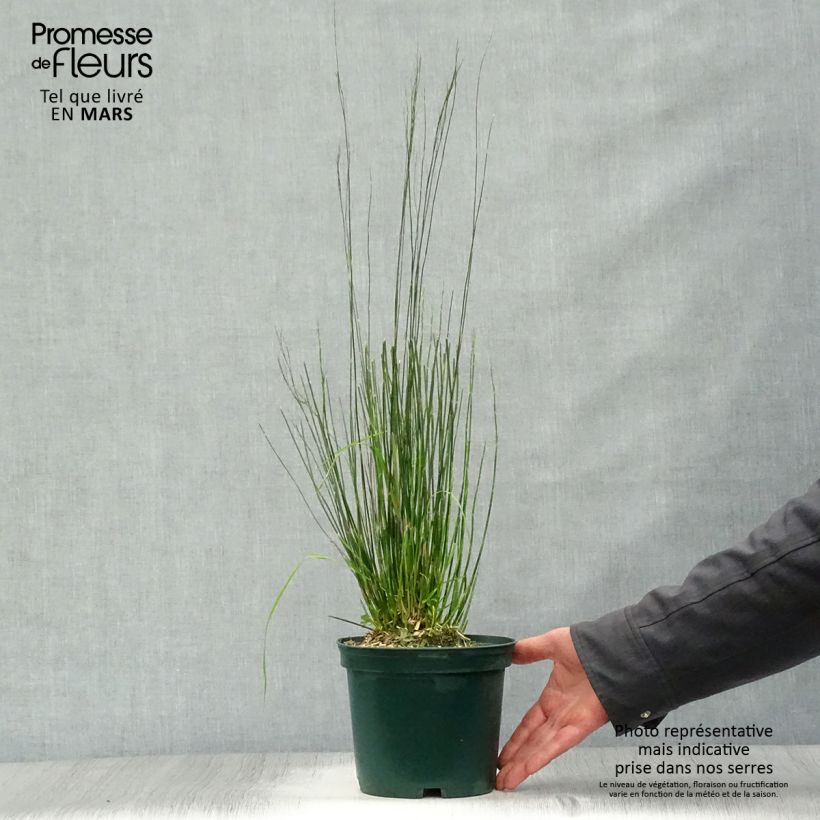 Exemplar von Restio tetraphyllus - Vierblättriger Restio Topf mit 2L/3L wie im Frühjahr geliefert