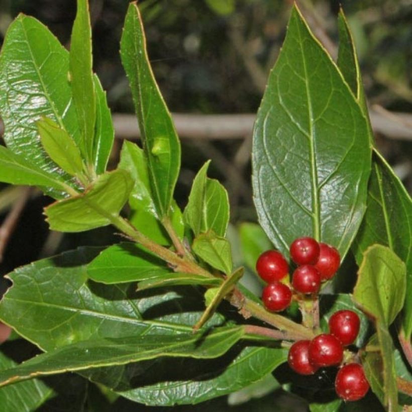 Rhamnus alaternus - Immergrüner Kreuzdorn (Foliage)