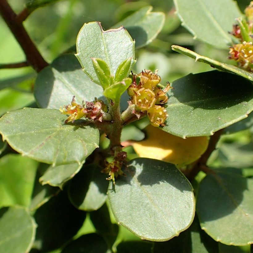 Rhamnus alaternus - Immergrüner Kreuzdorn (Flowering)