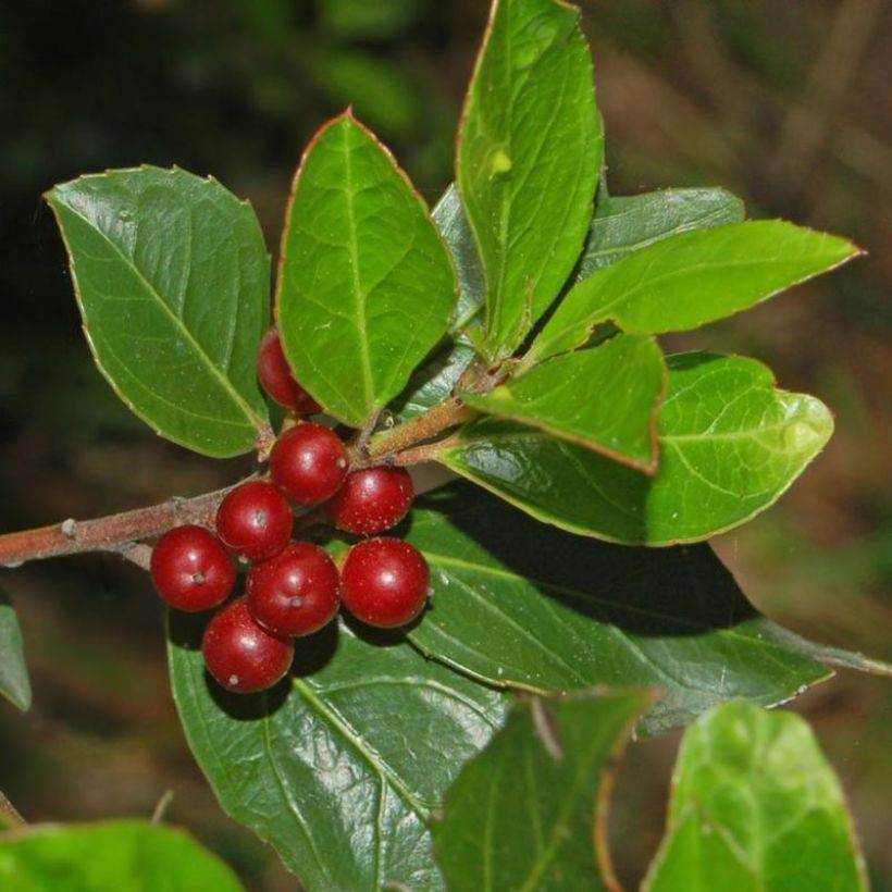 Rhamnus alaternus - Immergrüner Kreuzdorn (Harvest)