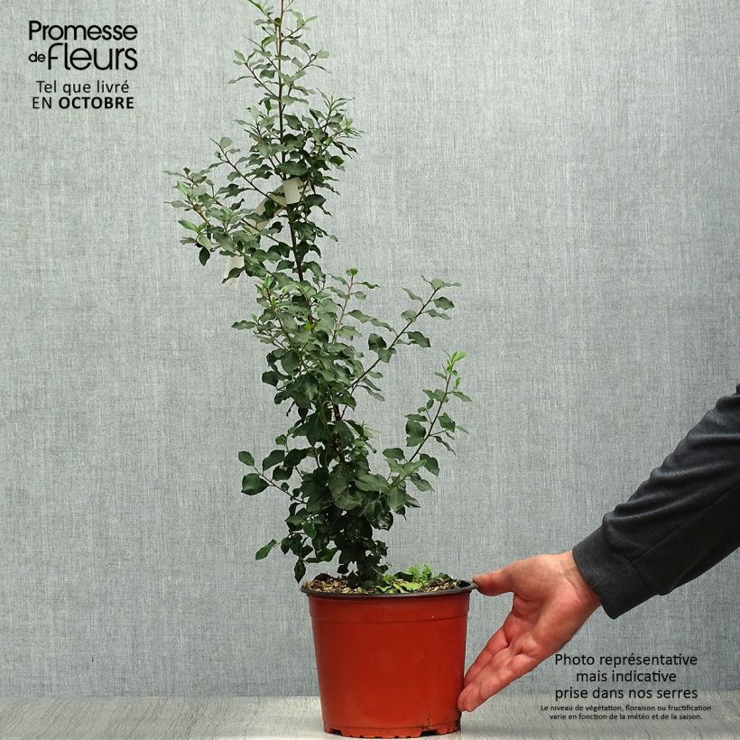 Example of Rhamnus alaternus - Immergrüner Kreuzdorn Topf mit 2L/3L as you get in automne