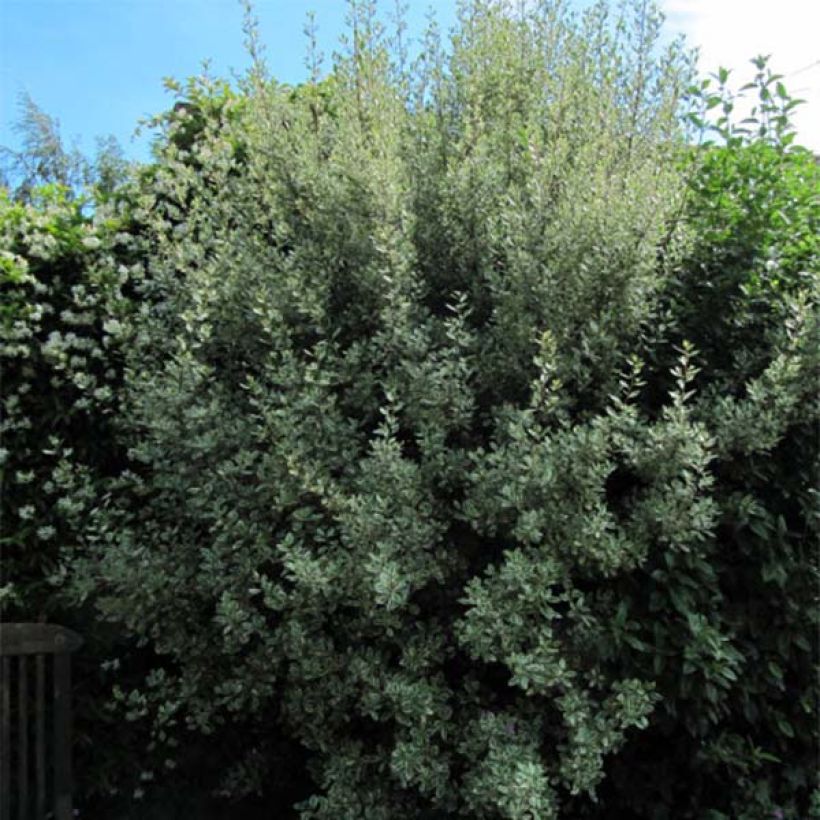 Rhamnus alaternus Argenteovariegata - Immergrüner Kreuzdorn (Plant habit)
