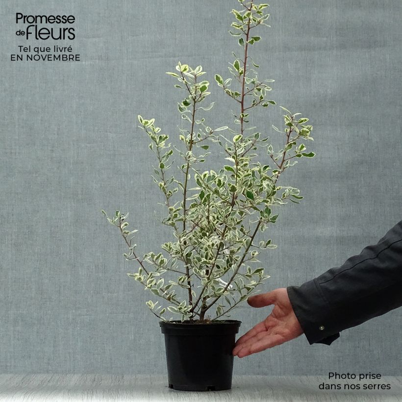 Example of Rhamnus alaternus Argenteovariegata - Immergrüner Kreuzdorn Topf mit 2L/3L as you get in automne
