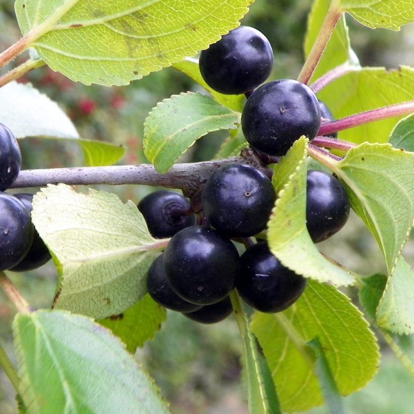 Rhamnus catharticus - Purgier-Kreuzdorn / Wegedorn (Harvest)