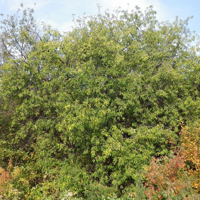 Rhamnus catharticus - Purgier-Kreuzdorn / Wegedorn (Plant habit)
