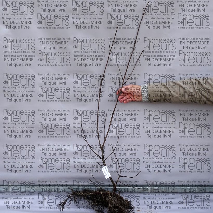 Example of Rhamnus frangula - Faulbaum Wurzelnackt as you get