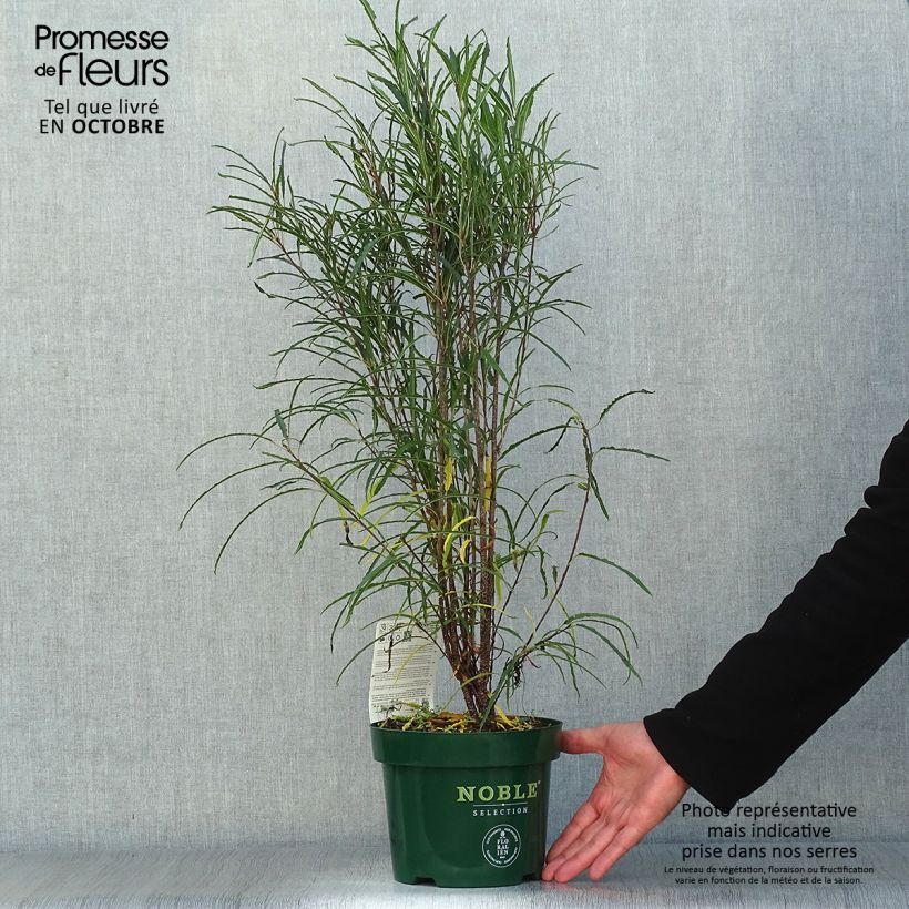 Example of Rhamnus frangula Fine Line 'Ron Williams' - Faulbaum Topf mit 3L/4L as you get in automne