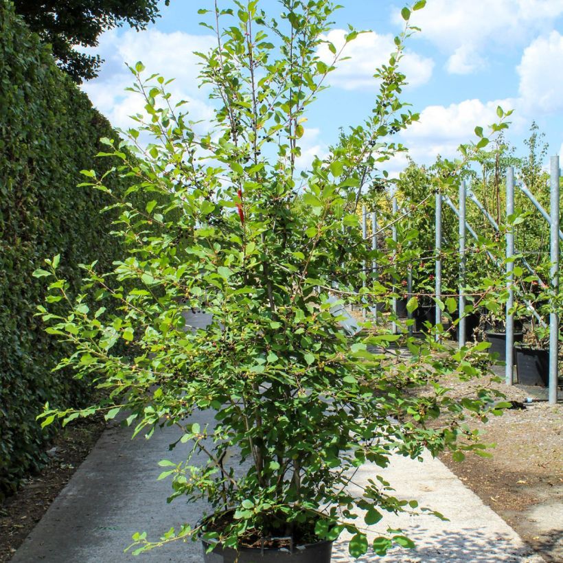Example of Rhamnus frangula - Faulbaum Topf mit 70L/75L as you get in printemps