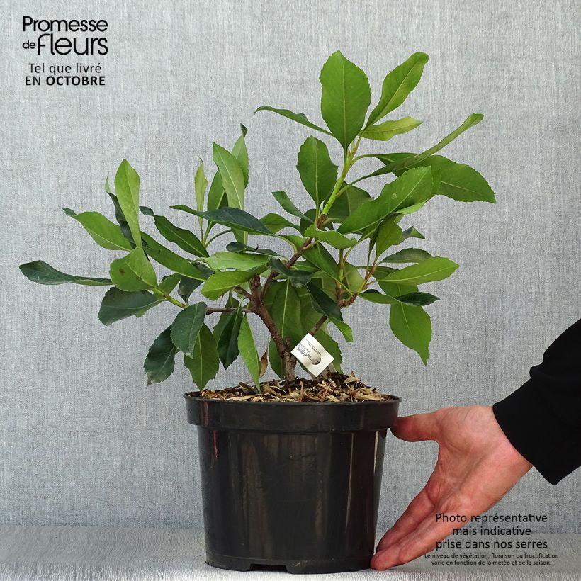 Example of Rhaphiobotrya Coppertone - néflier hybride Pot de 3L/4L as you get in automne