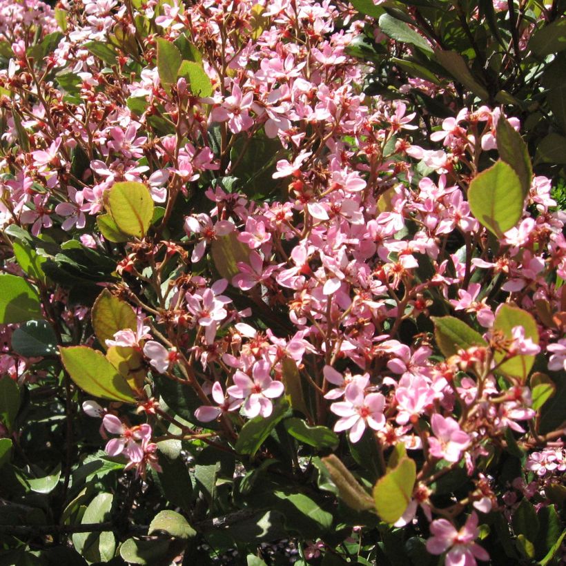 Rhaphiolepis indica Spring Time (Flowering)