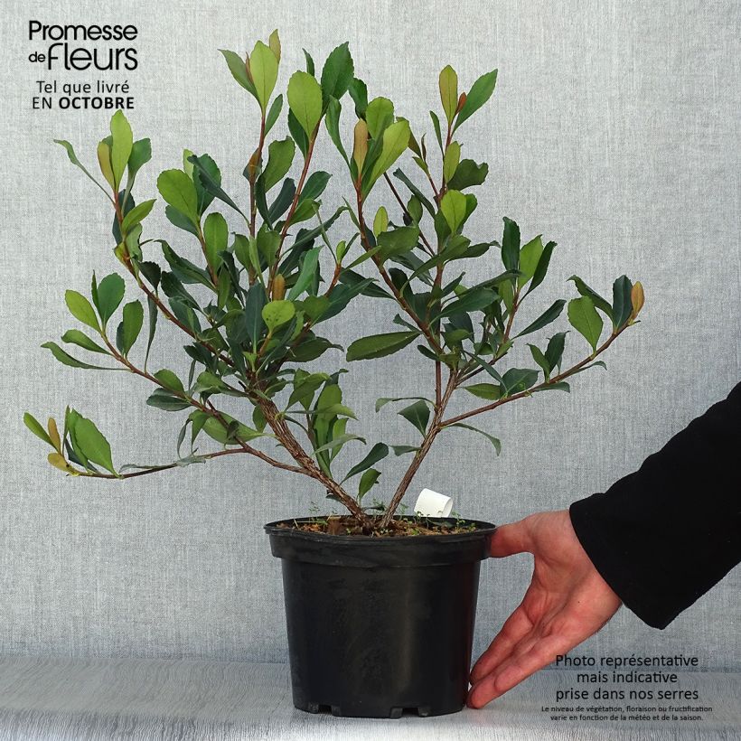 Example of Rhaphiolepis delacourii Coates Crimson Topf mit 2L/3L as you get in automne