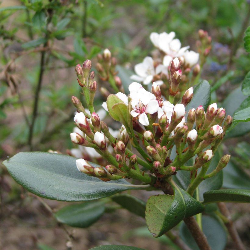 Rhaphiolepis umbellata Ovata (Flowering)