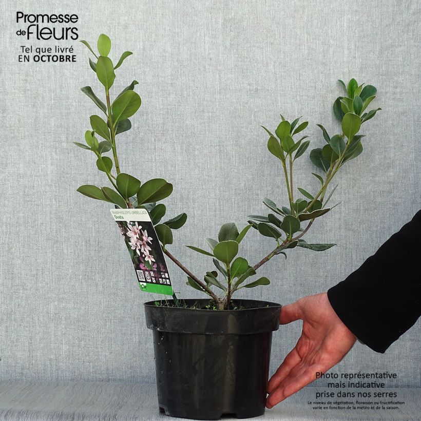 Example of Rhaphiolepis umbellata Ovata Topf mit 2L/3L as you get in automne