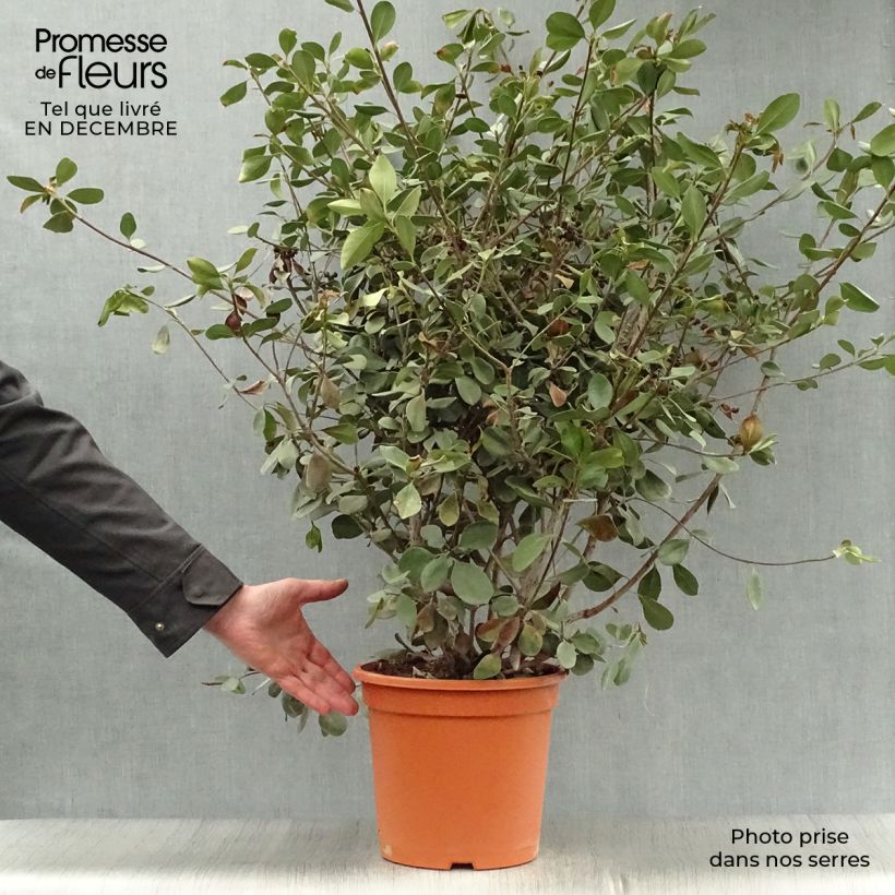 Exemplar von Rhaphiolepis umbellata Ovata Topf mit 7,5L/10L wie im Winter geliefert