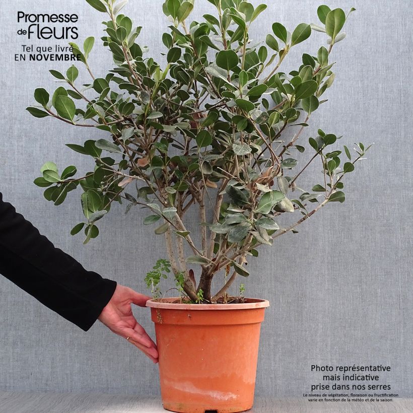 Example of Rhaphiolepis umbellata Ovata Topf mit 7,5L/10L as you get in automne
