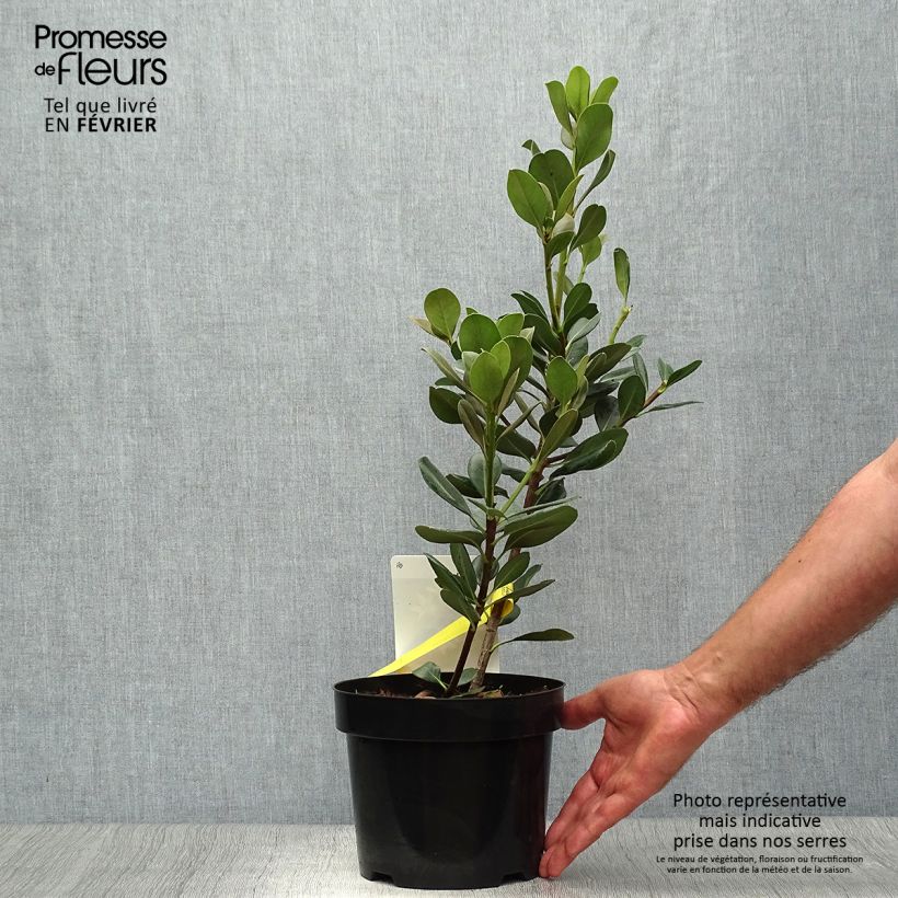 Example of Rhaphiolepis umbellata Topf mit 3L/4L as you get in automne
