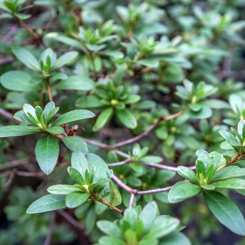 Rhaphiolepis umbellata (Foliage)