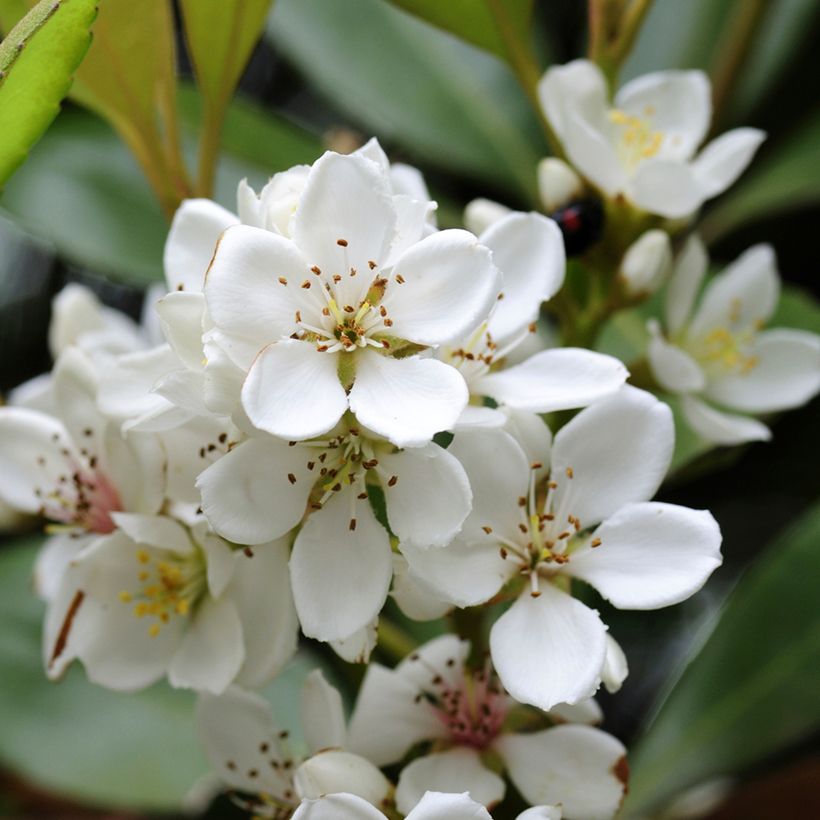 Rhaphiolepis umbellata (Flowering)