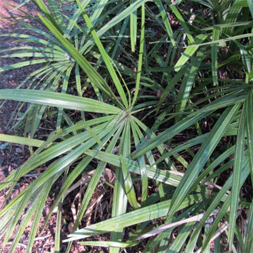 Rhapidophyllum hystrix (Foliage)