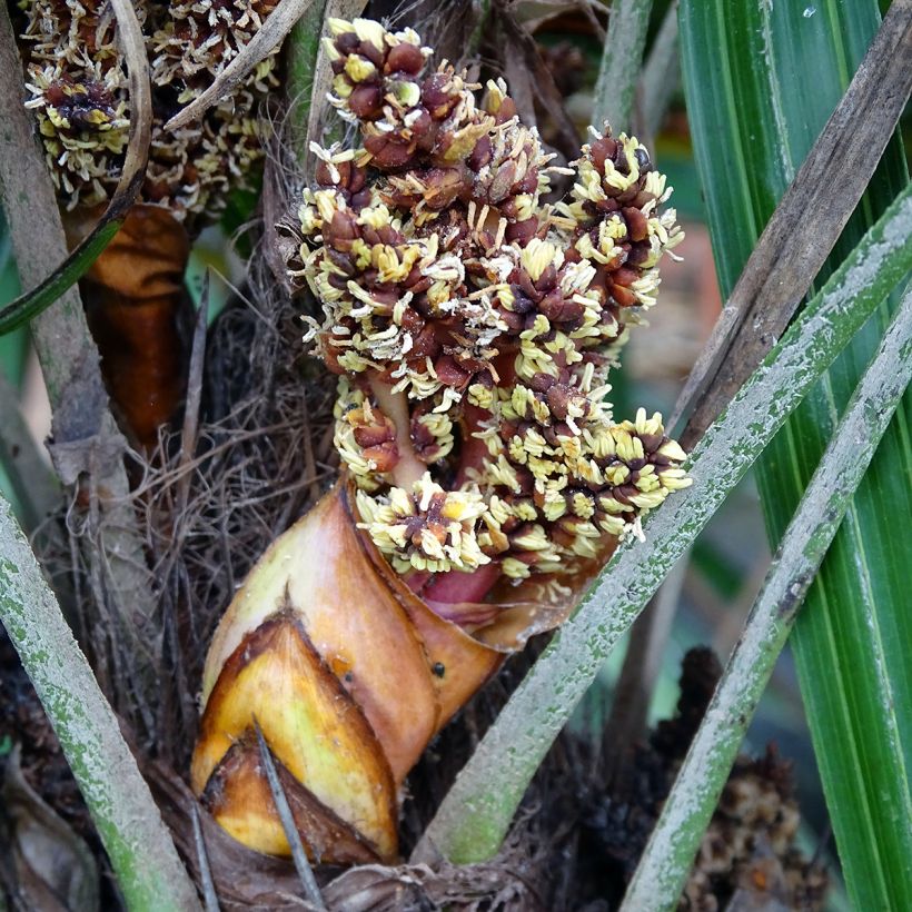 Rhapidophyllum hystrix (Flowering)