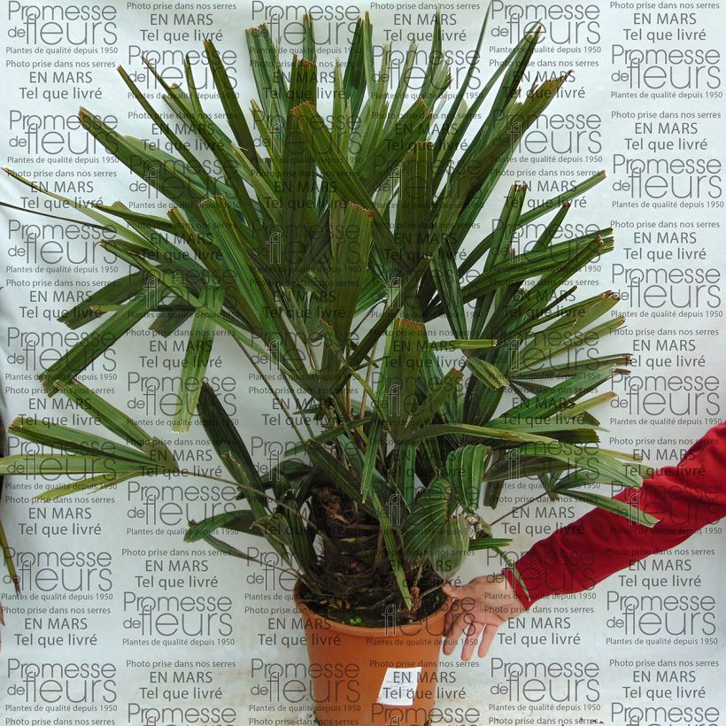 Example of Rhapidophyllum hystrix Topf mit 7,5L/10L as you get