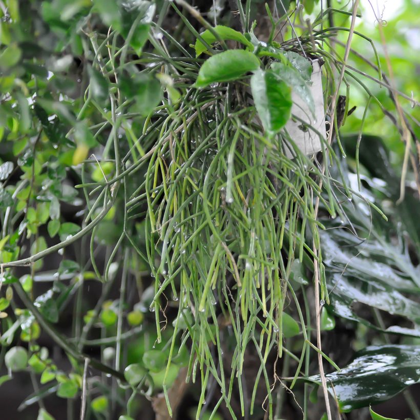 Rhipsalis cereuscula - Korallenkaktus (Wuchs)