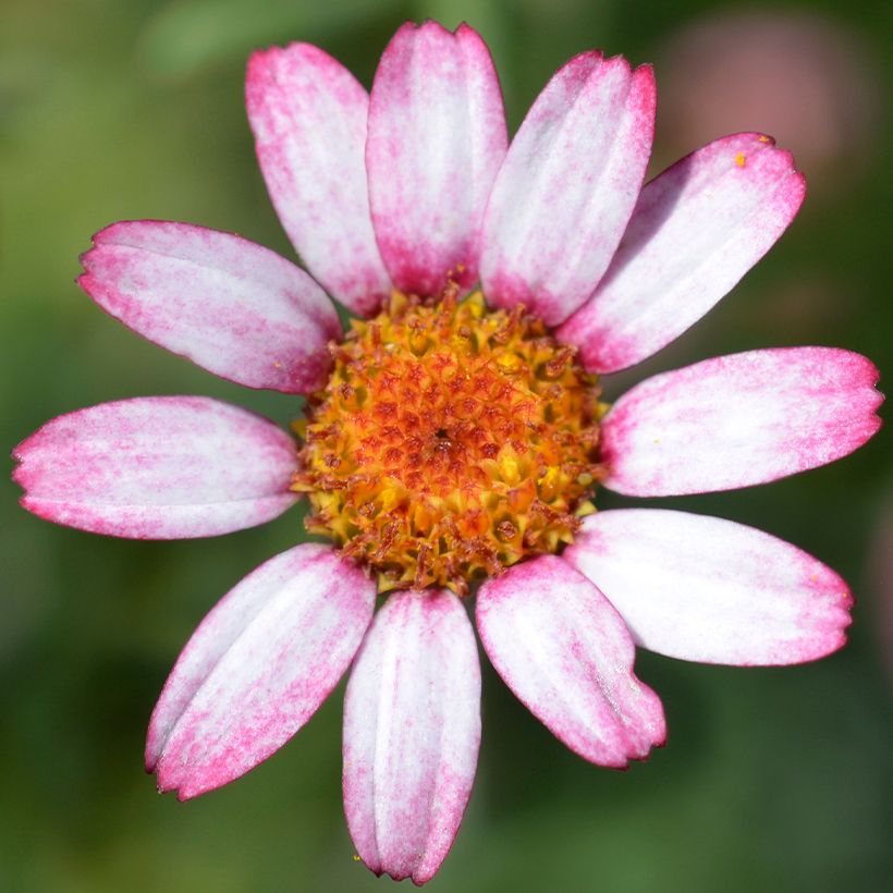 Rhodanthemum Marrakesh - Marokkanische Margerite (Flowering)