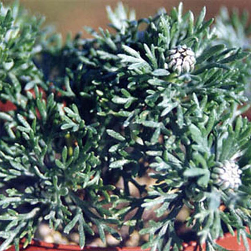 Rhodanthemum hosmariense African Rose - Marokkanische Margerite (Foliage)