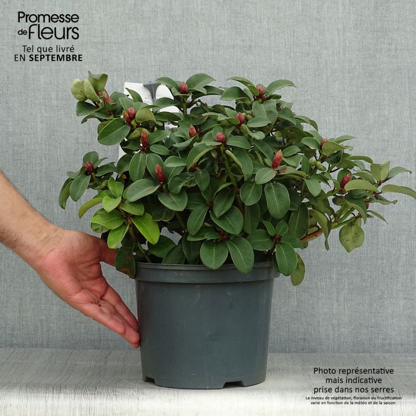 Example of Rhododendron williamsianum Gartendirektor Glocker Topf mit 4L/5L as you get in automne