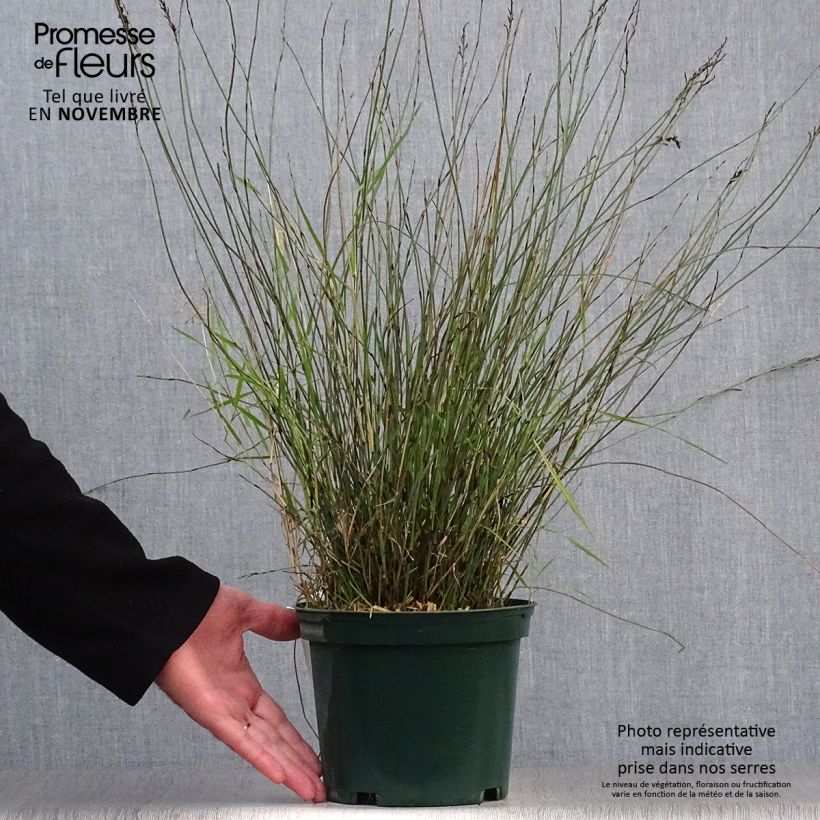 Example of Rhodocoma capensis - Restio Topf mit 2L/3L as you get in automne