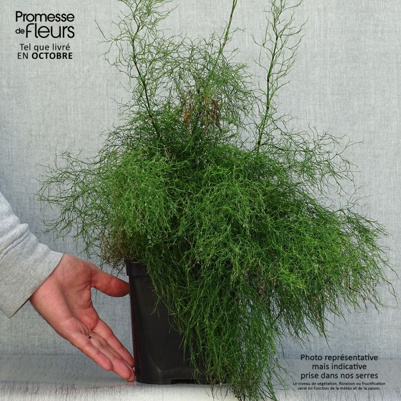 Example of Rhodocoma gigantea - Restio Topf mit 2L/3L as you get in automne