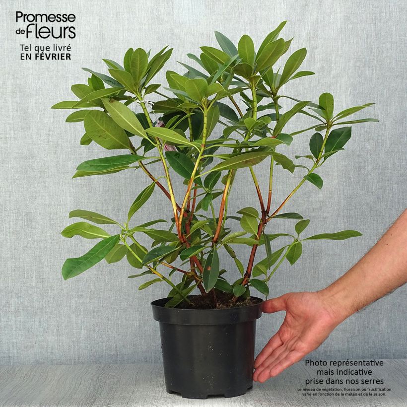 Example of Rhododendron Albert Schweitzer Topf mit 4L/5L as you get in automne