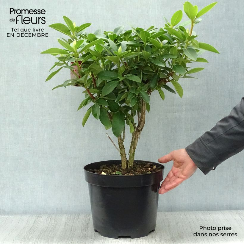 Example of Rhododendron Albert Schweitzer Topf mit 7,5L/10L as you get in hiver