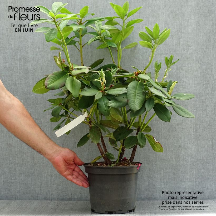 Exemplar von Rhododendron Anna Rose Whitney Topf mit 4L/5L wie im Sommer geliefert