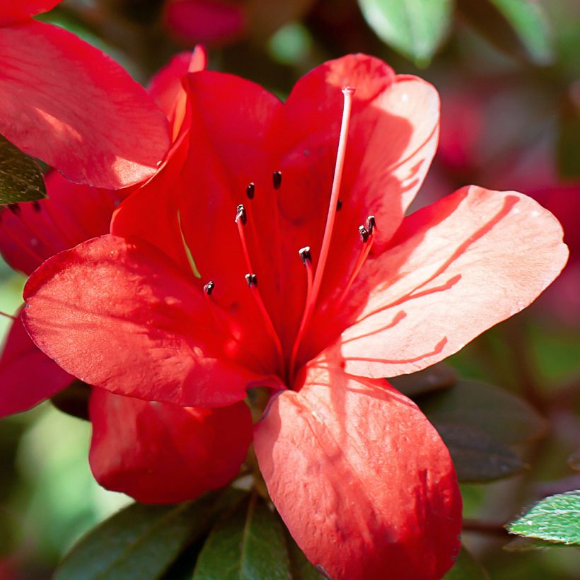 Japanische Azalee Ardeur - Azalea (Flowering)