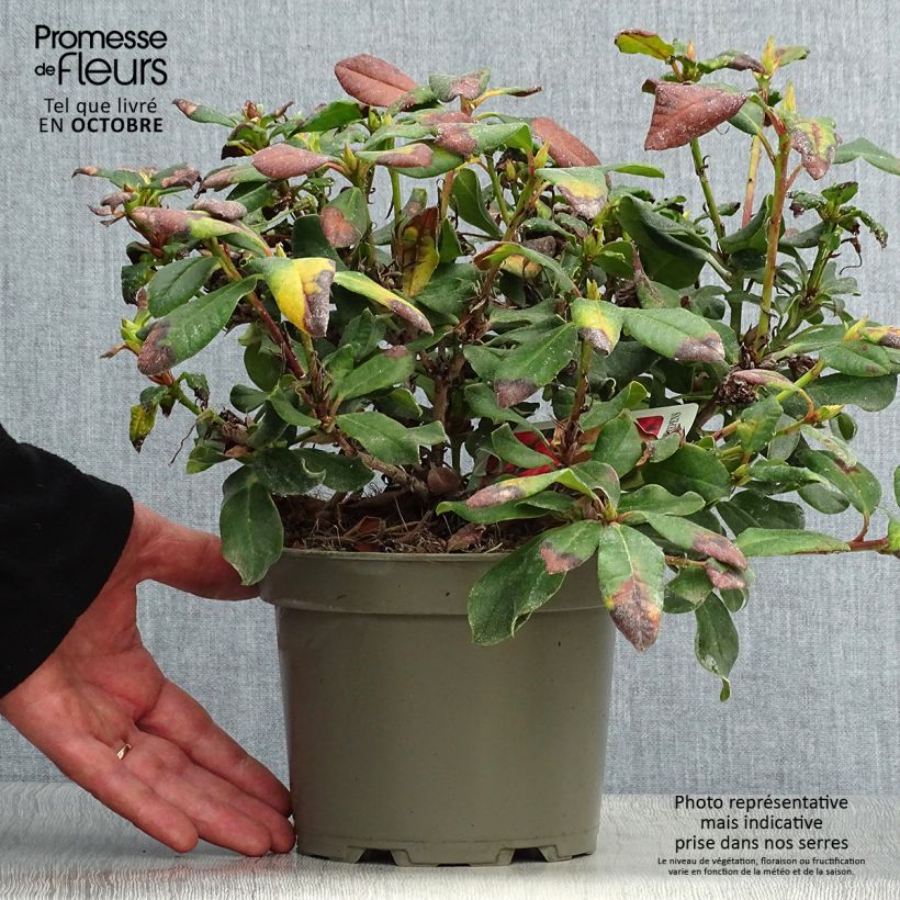Example of Rhododendron Baden-Baden Topf mit 2L/3L as you get in automne
