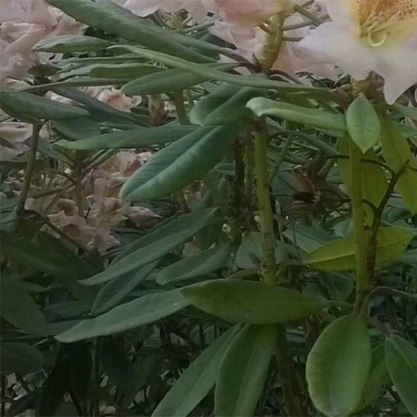 Rhododendron yakushimanum Bernstein (Foliage)