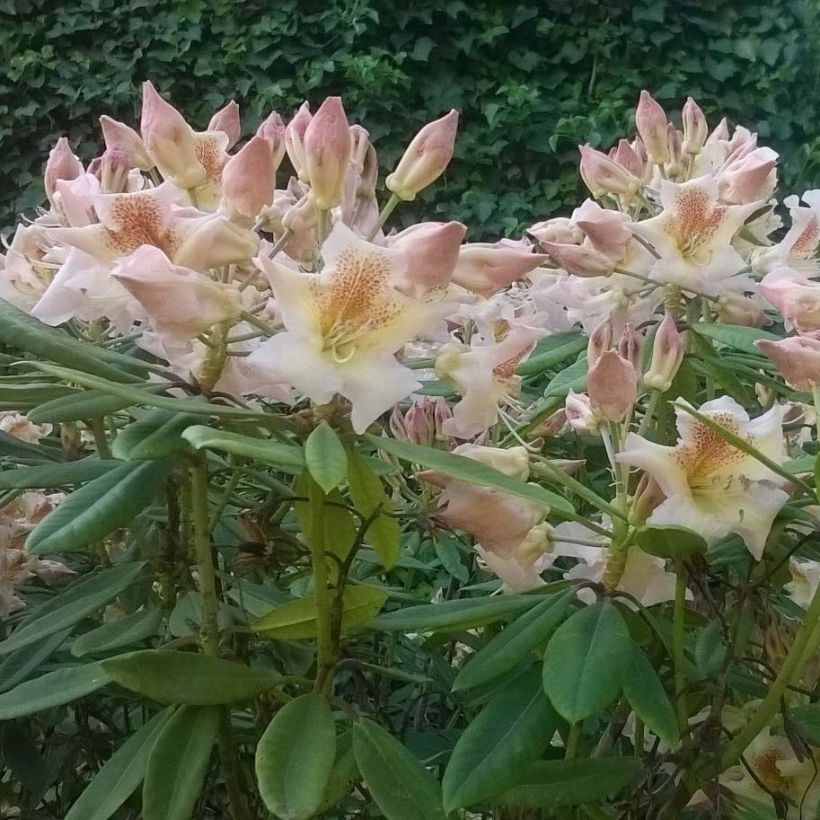 Rhododendron yakushimanum Bernstein (Flowering)