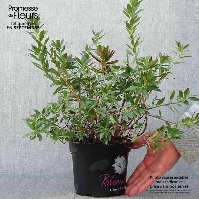 Example of Rhododendron INKARHO Bloombux Topf mit 2L/3L as you get in automne