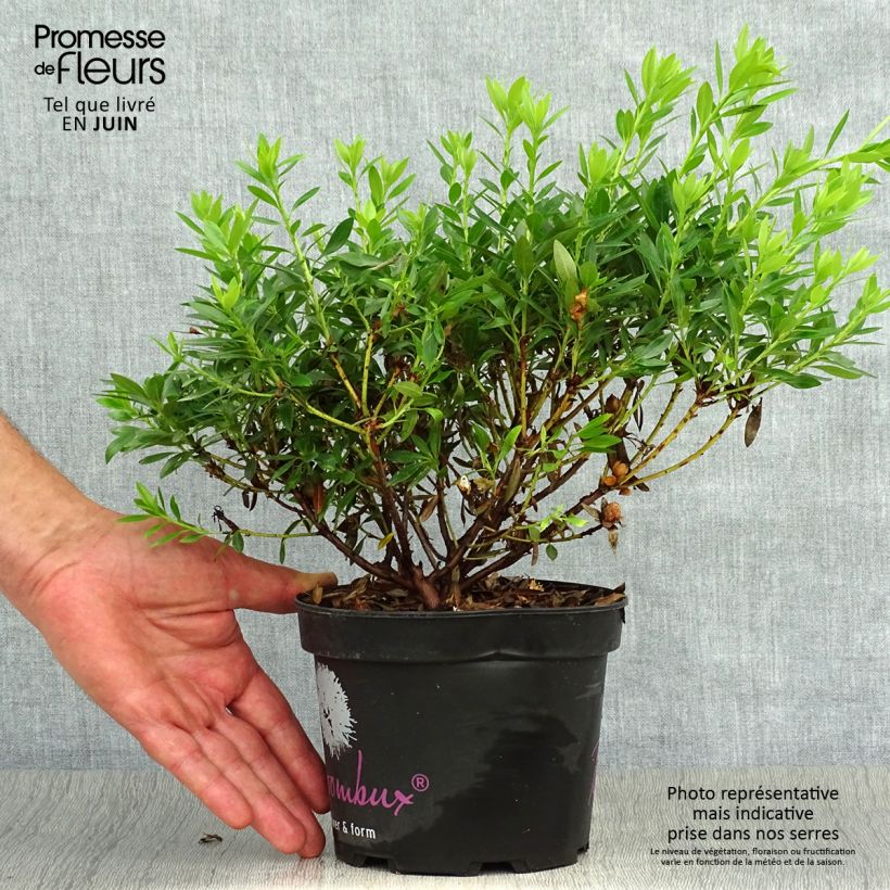 Exemplar von Rhododendron INKARHO Bloombux Topf mit 2L/3L wie im Sommer geliefert