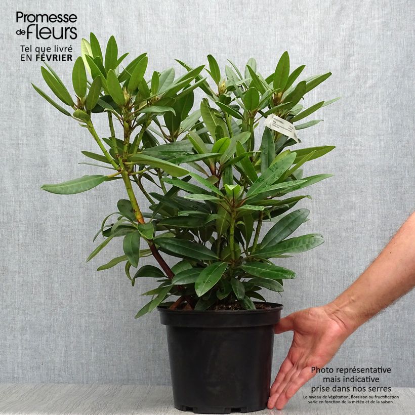 Example of Rhododendron Calsap Topf mit 4L/5L as you get in automne