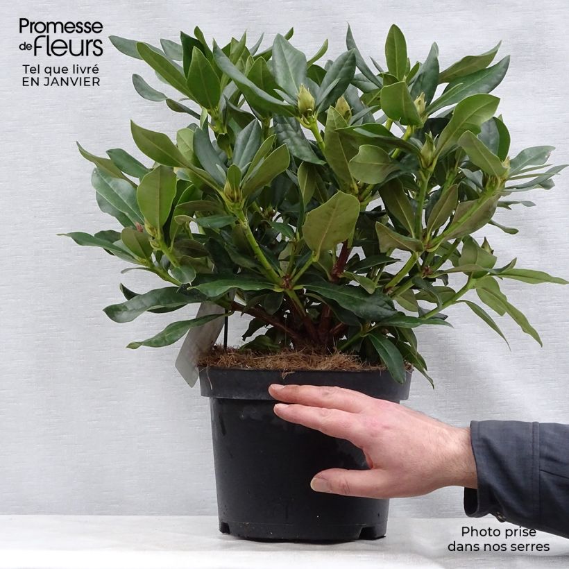Exemplar von Rhododendron Cunningham's White Topf mit 4L/5L wie im Winter geliefert