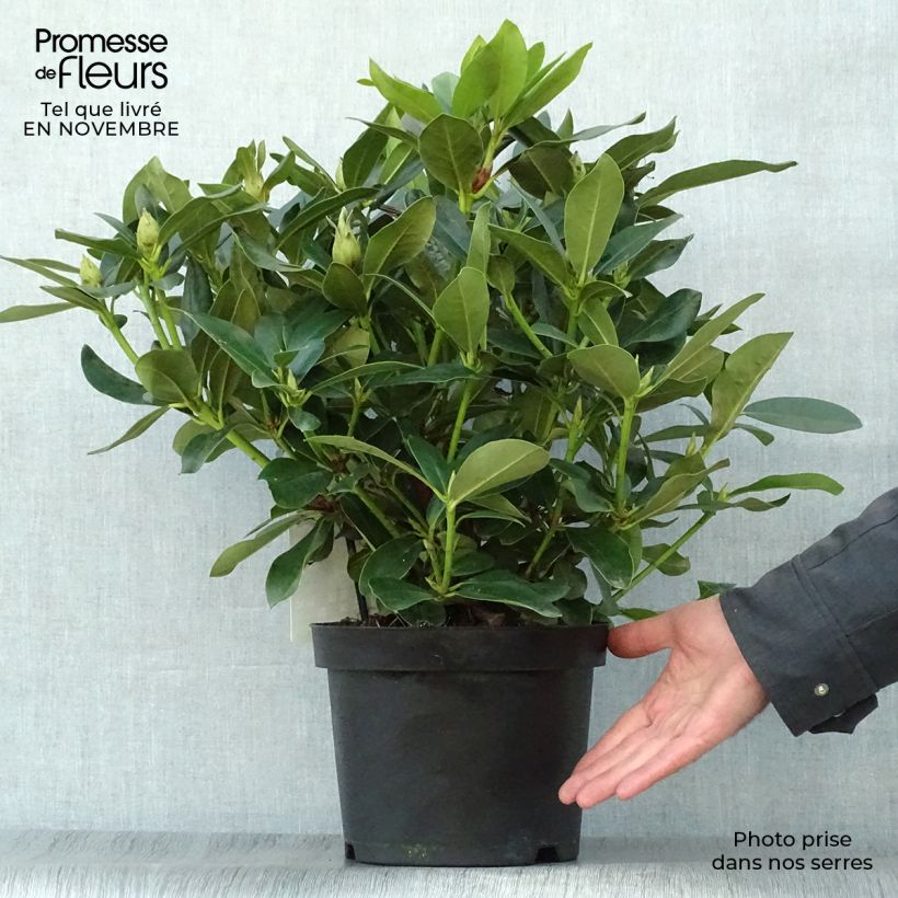 Example of Rhododendron Cunningham's White Topf mit 4L/5L as you get in automne