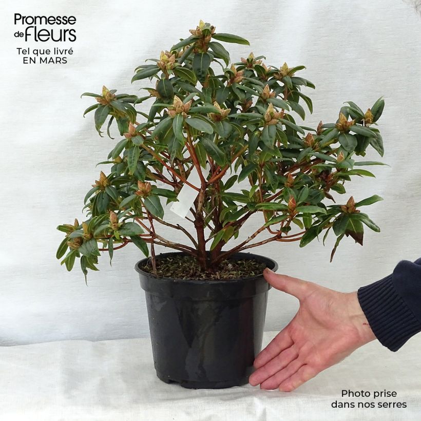 Exemplar von Rhododendron Dora Amateis Topf mit 3L/4L wie im Frühjahr geliefert
