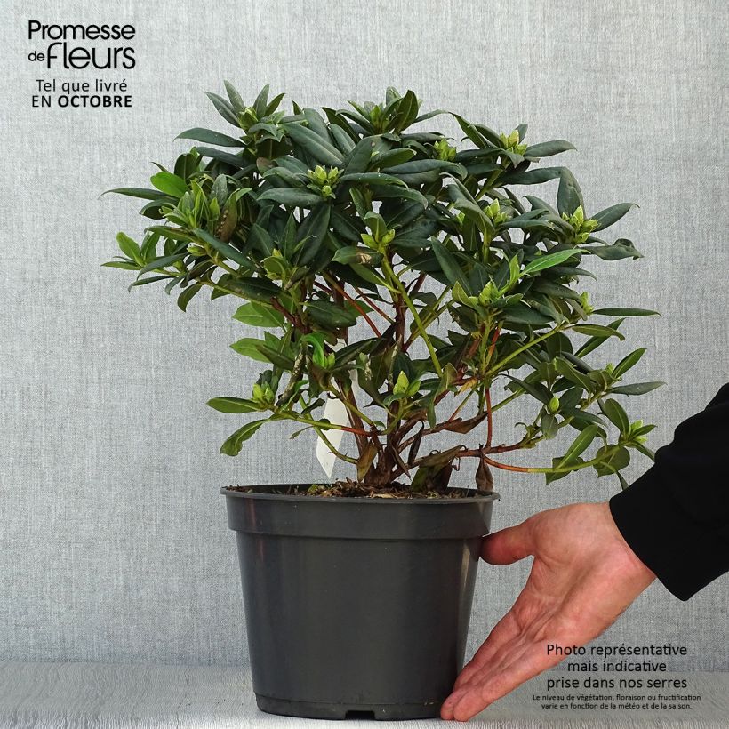 Example of Rhododendron Dora Amateis Topf mit 3L/4L as you get in automne