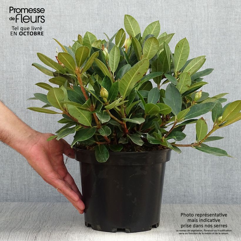 Example of Rhododendron yakushimanum Dream Land Topf mit 3L/4L as you get in automne