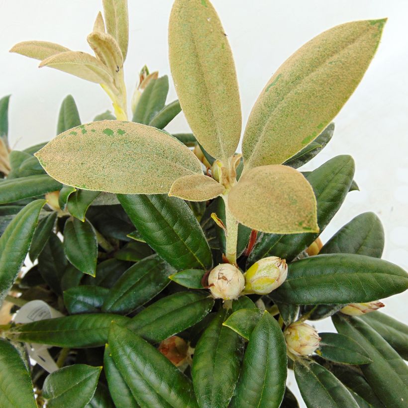 Rhododendron yakushimanum Dusty Miller (Foliage)