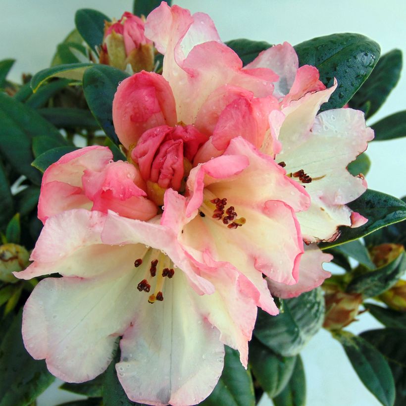 Rhododendron yakushimanum Dusty Miller (Flowering)